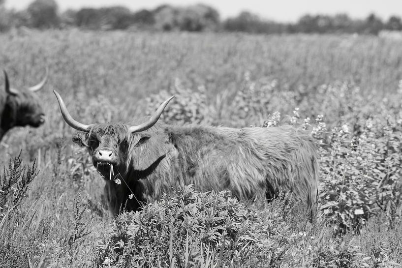 Schotse Hooglander op Tiengemeten van Merijn Loch