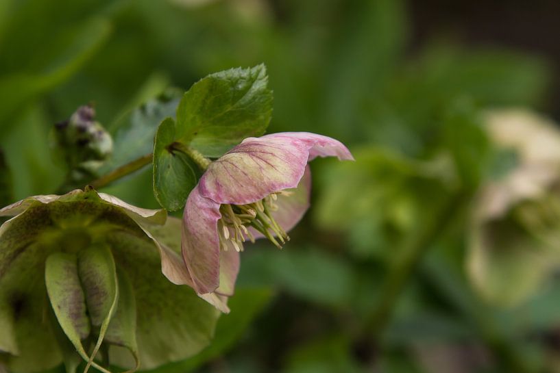 Christrose in voller Blüte von Joachim Küster