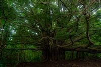 De oude boom