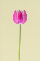 Die ikonische Tulpe 1.