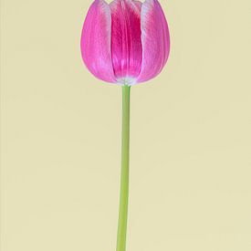 Die ikonische Tulpe 1. von Pieter van Roijen