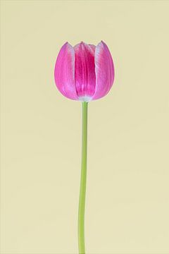 Iconic tulip 1. by Pieter van Roijen