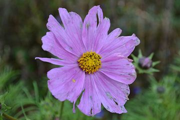 late summer by Devi Zoutendijk