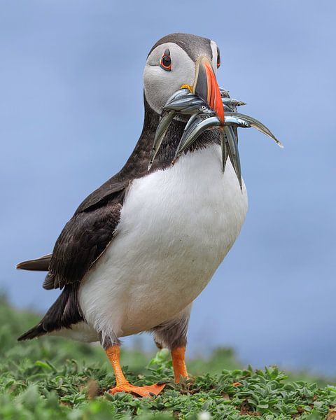 Puffin with fish by Patrick van Bakkum