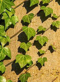 young hedera on tree trunk by Jan Fritz