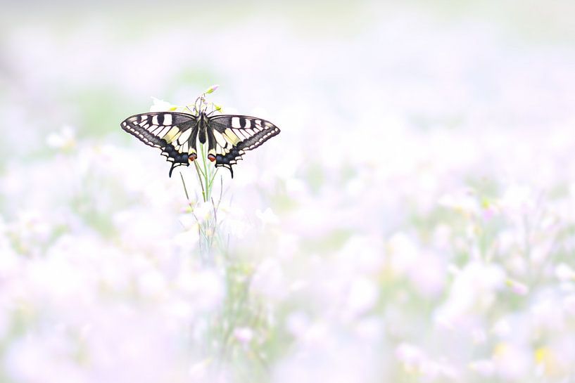 Swallowtail among the cuckoo flowers by Milou Hinssen