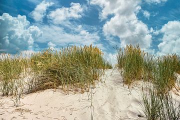 duinlandschap met helmgras in de Schoorlse duinen van eric van der eijk