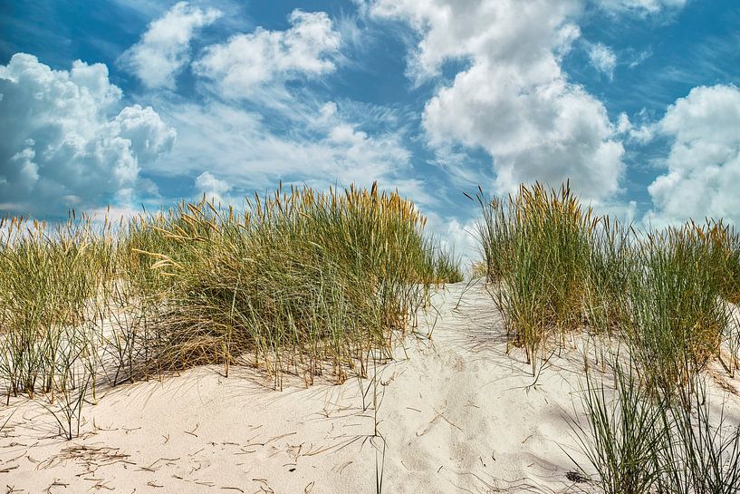 Dune landscape with marram grass in the Schoorl dunes by eric van der eijk