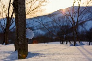 Zonsondergang winters  Niseko, Japan van Hidde Hageman