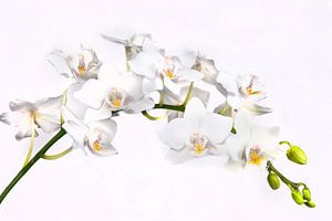 Weiße Orchidee von Egon Zitter