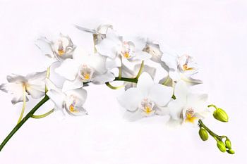 White orchid