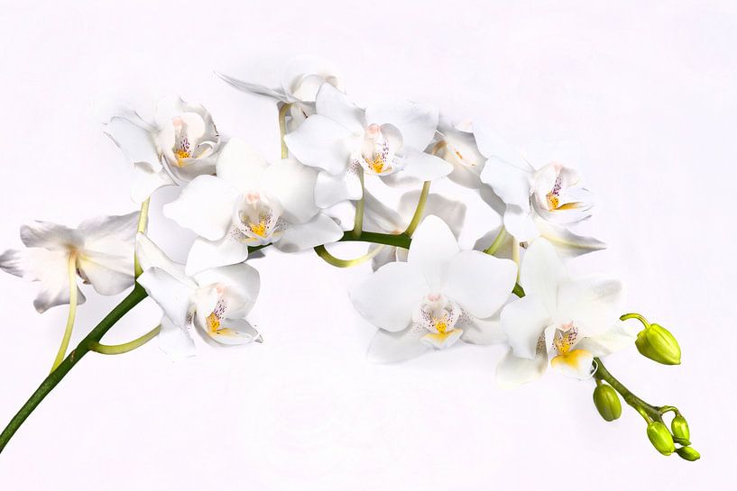 White orchid by Egon Zitter
