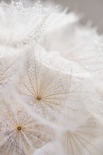 Sierlijke natuurlijke rust: Een klein stukje natuur