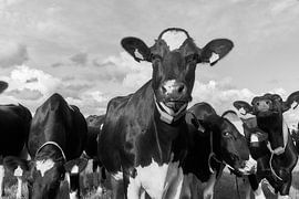 Black and white cows in the meadow by Ad Jekel