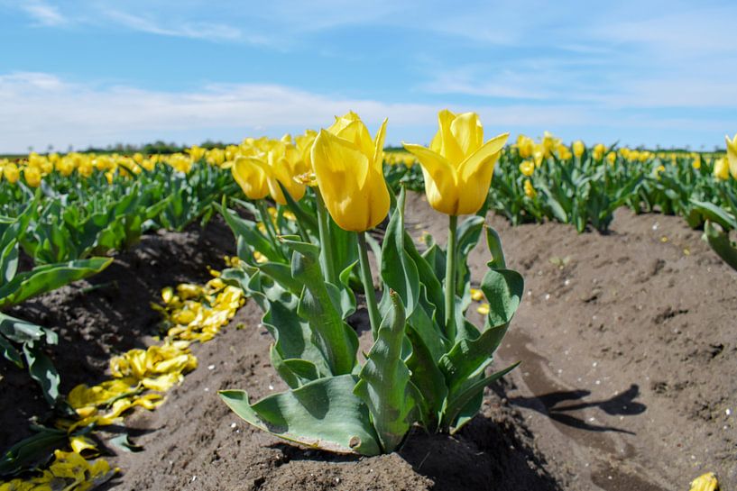 Field of yellow tulips by Kim de Been