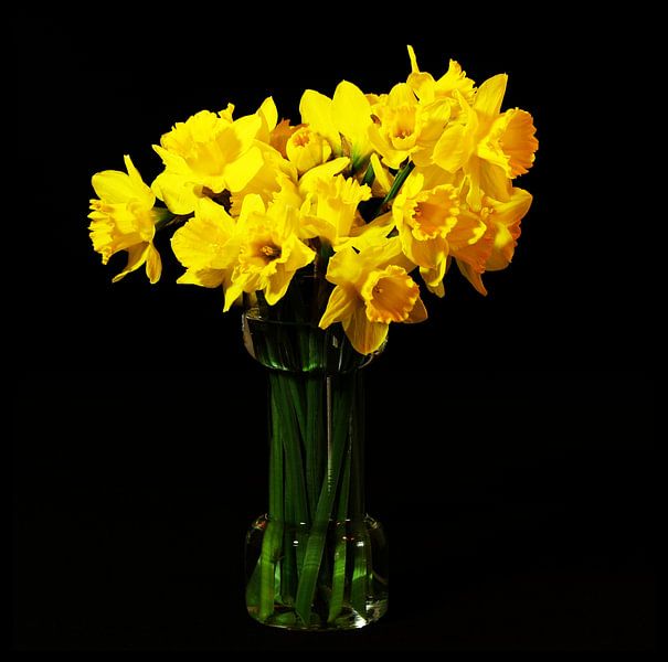 Les jonquilles de forêt par Atelier Liesjes