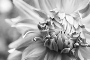 Schwarz-weiße Blütenblätter Makro Nahaufnahme Blütenblatt Monochrom von Crystal Clear