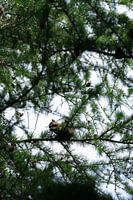 Squirrel in the tree