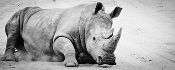 Rhino by melissa demeunier