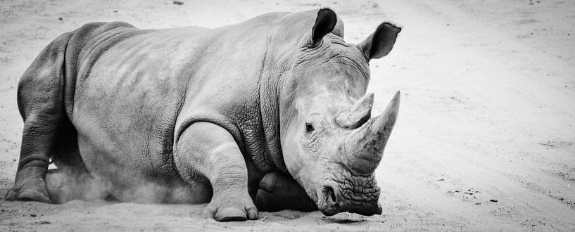 Rhino van melissa demeunier
