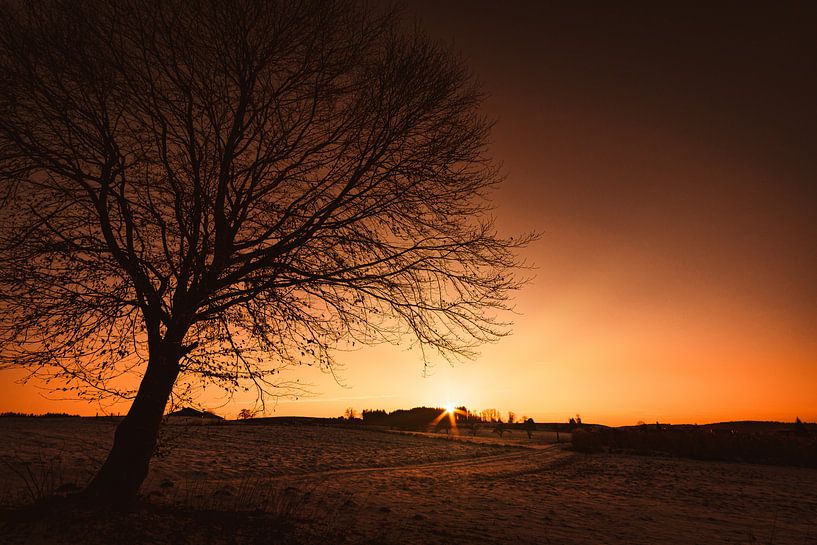 Zonsondergang bij de boom van MindScape Photography