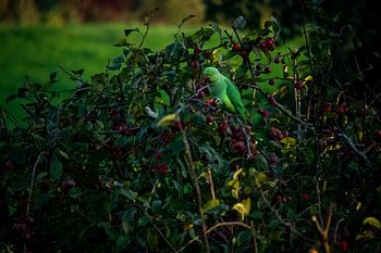 Halsbandsittich an der Spitze des Baumes