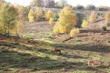 Herbst auf der Posbank von Bob Bleeker