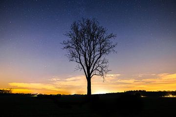 Starry Tree Drunen by Zwoele Plaatjes