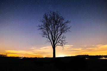 Arbre étoilé Drunen sur Zwoele Plaatjes