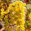 Grape picking Belgium by Dirk Smit