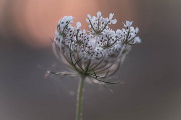 ammi majus van Tania Perneel