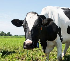 zwartbonte koe in een weiland
