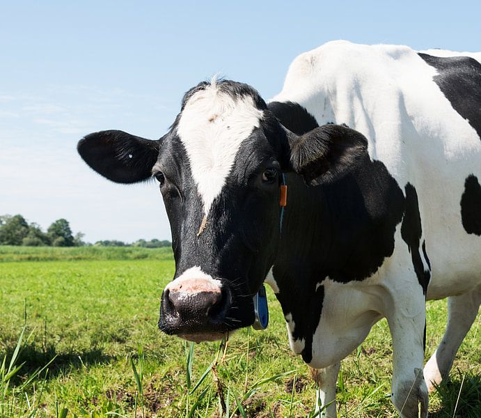 zwartbonte koe in een weiland von ChrisWillemsen