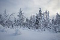 Snowy landscape