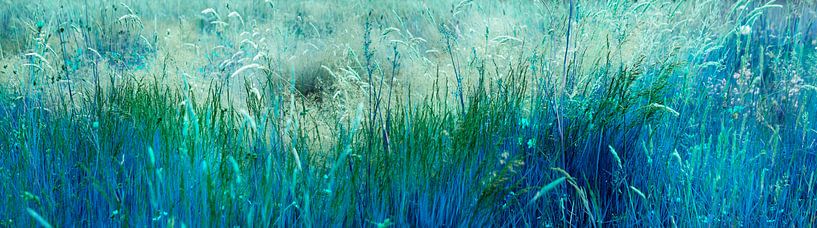 Cold grasses by Corinne Welp