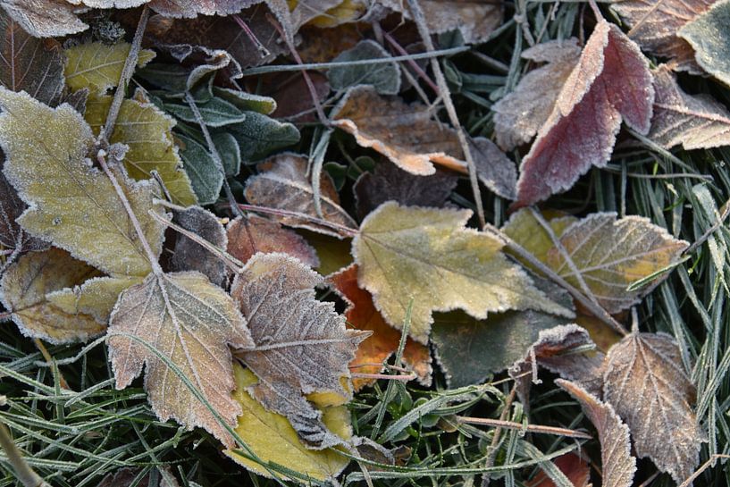 The first frost of autumn by Claude Laprise
