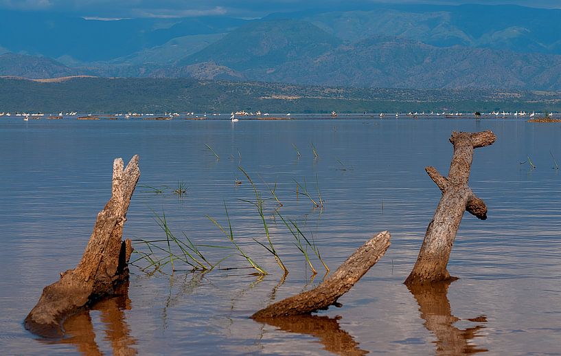 Ethiopië: Chamo meer (Arba Minch) von Maarten Verhees