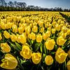 Gele Tulpenveld, lente! van Diana Kors