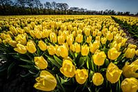 Champ de tulipes jaunes, printemps !