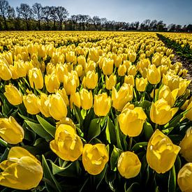 Yellow Tulip Field, Spring! by Diana Kors