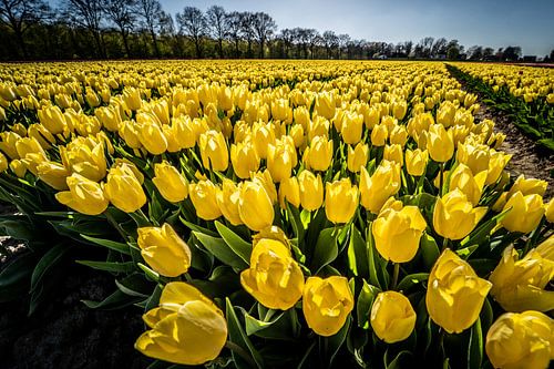 Gele Tulpenveld, lente! van Diana Kors