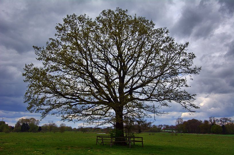Arbre de la plaine inondable par Edgar Schermaul