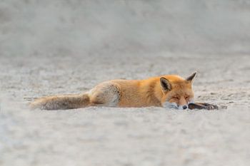 Schlafender Fuchs