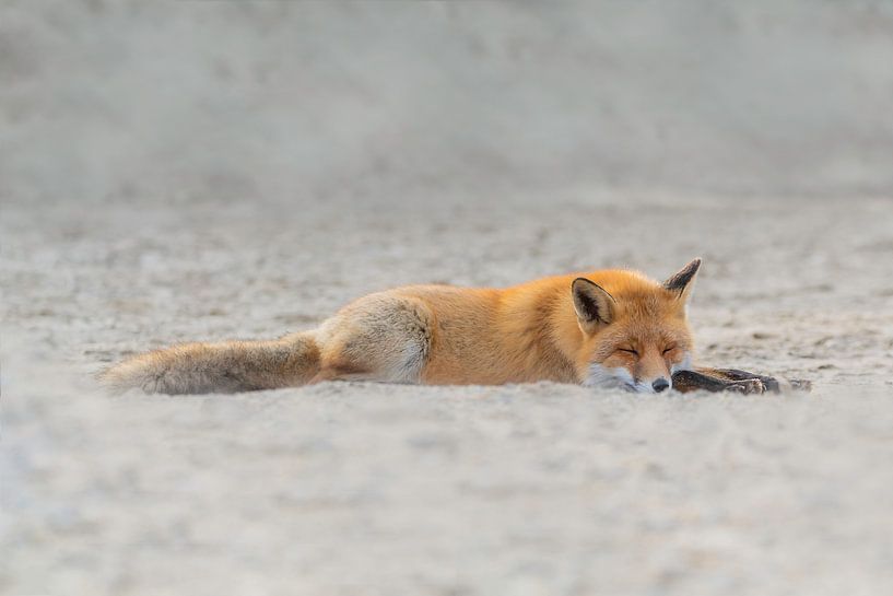 Sleeping Fox by Anna Stelloo