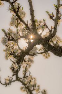 Bloesem bij tegenlicht sur Moetwil en van Dijk - Fotografie