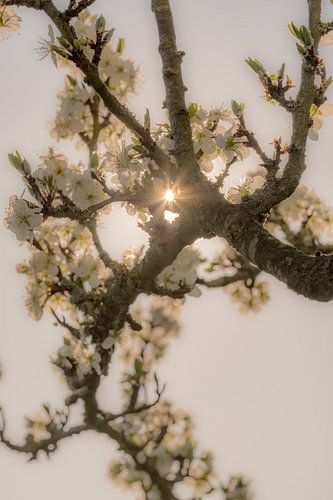 Bloesem bij tegenlicht