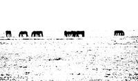 paarden in zwart-wit