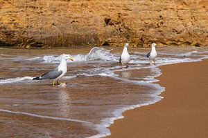 Bain de mouettes sur Friedhelm Peters