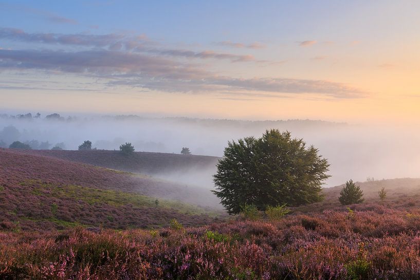 Pasteltinten en de kleurrijke heide van de Posbank van Dave Zuuring