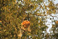 de "Dutch Monkey" neusaap